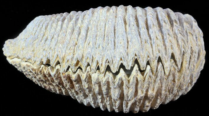 Cretaceous Fossil Oyster (Rastellum) - Madagascar #49880